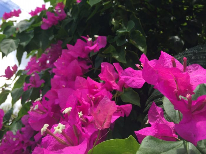 旧盆休みのお知らせ